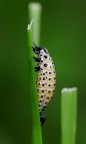 larva di....e ma? larva di....e ma?