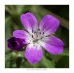 Un fiore Un fiore