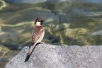 passero passero