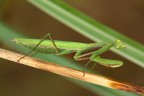 mantis religiosa