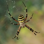argiope argiope