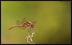 libellula brawn