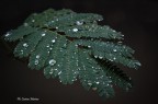 Rain on the leaves.jpg Rain on the leaves.jpg