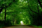 Tunnel verde Tunnel verde