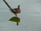 Riflessi