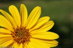 Yellow... Yellow...