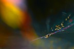interstellar burst... interstellar burst...