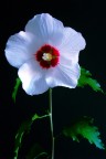 un fiore di...? un fiore di...?
