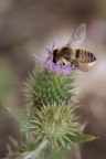 ??volucella?? ??volucella??