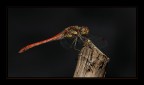 libellula libellula