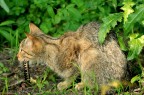 Gatto selvatico Gatto selvatico