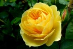Rosa Tea Rosa Tea
