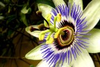 Passiflora 4 Passiflora 4