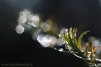 Magia nel bosco Magia nel bosco