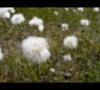 .......st..............