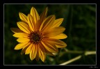 Un fiore Un fiore