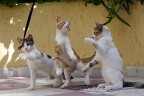 CATS CATS