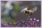 Volucella in volo Volucella in volo