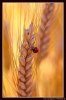 coccinella coccinella