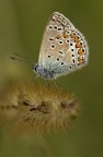 Polyommatus icarus Polyommatus icarus