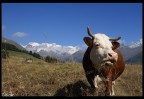 mucca valdostana... mucca valdostana...