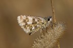 Farfallina Farfallina
