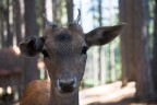 bambi bambi