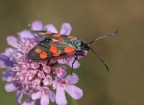 Zygaena filipendula