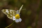 Pontia edusa Pontia edusa
