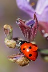 coccigocce coccigocce