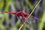 Libellula vestita di rosso Libellula vestita di rosso