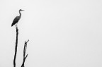 heron's majesty heron's majesty