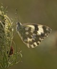 Pontia edusa Pontia edusa