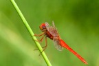 Libellula vestita di rosso 2 Libellula vestita di rosso 2