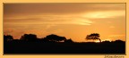 Albero al tramonto Albero al tramonto
