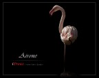 Airone Airone