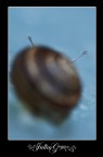 snail