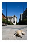 Vita da Cani Vita da Cani