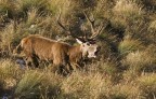 Cervus elaphus - Cervo in bramito Cervus elaphus - Cervo in bramito