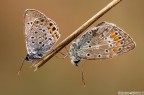 Two is meglio che one Two is meglio che one