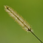 spiga spiga