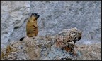 sentinella sentinella