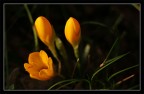 crocus crocus