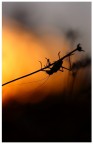Al tramonto.... Al tramonto....