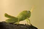 Anacridium aegyptium Anacridium aegyptium