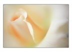 La rosa di latte La rosa di latte