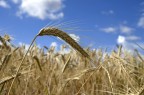 Grano Grano