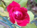 rosa rosa