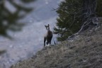Ci siamo visti all'alba ! Ci siamo visti all'alba !