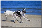 Golia in spiaggia Golia in spiaggia